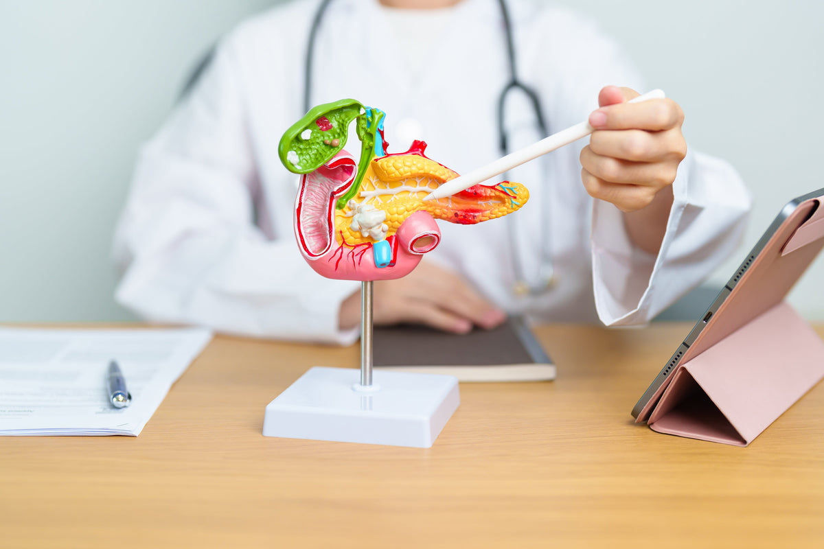Doctor mostrando una maqueta del páncreas