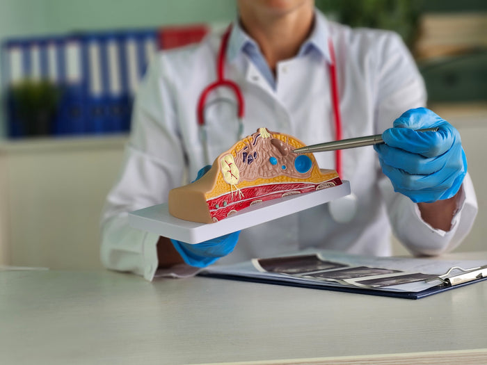 Médico mostrando el interior de una maqueta que simula una mama