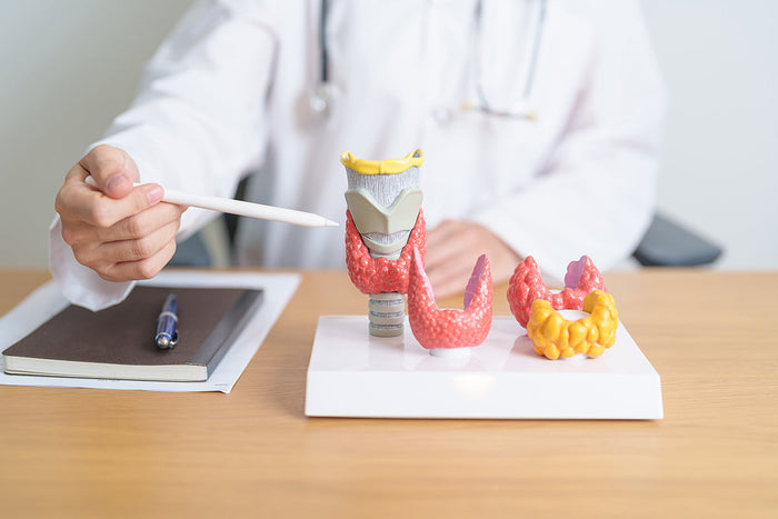 Doctor mostrando una maqueta de las glándulas tiroides y paratiroides